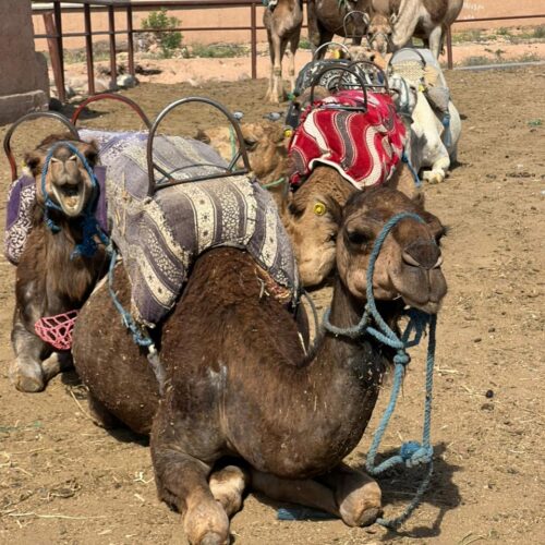 8a31f63f-0ad9-4d1e-aa49-77d3082dc343