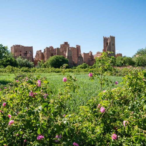 valley of roses morocco