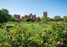 valley of roses morocco