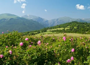 valley of roses morocco