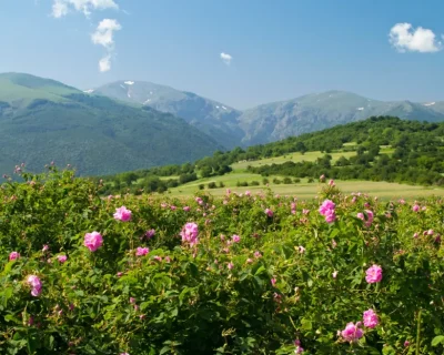 valley of roses morocco