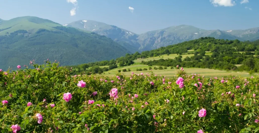 valley of roses morocco